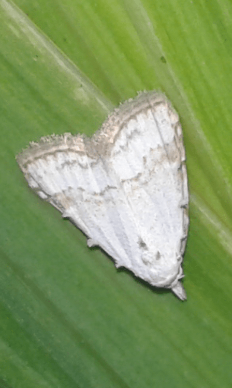 Meganola albula (Nolidae)?